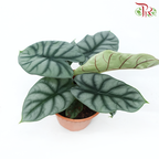 Alocasia Silver Dragon《白犀牛海芋》H08