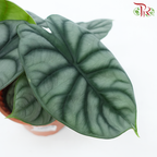 Alocasia Silver Dragon《白犀牛海芋》H08