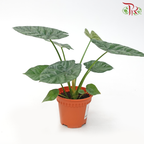 Alocasia Sinuata《魔镜海芋》-Pudu Ria Florist-prflorist.com.my