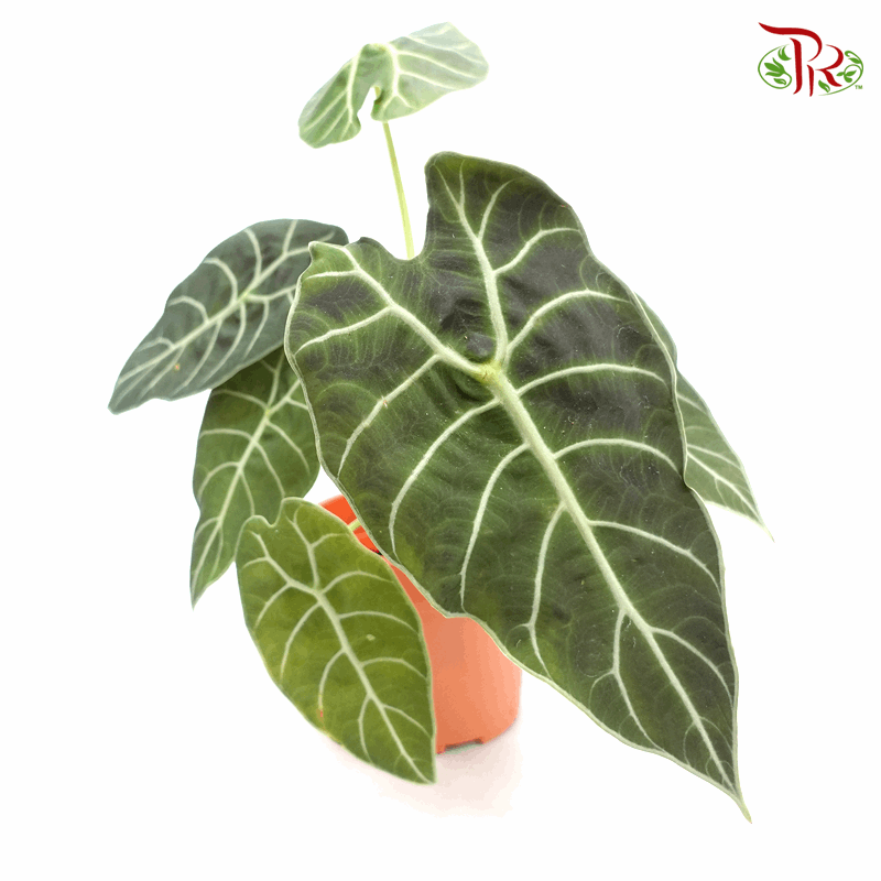Alocasia Watsoniana Kalimantan《沃森海芋》-Pudu Ria Florist-prflorist.com.my