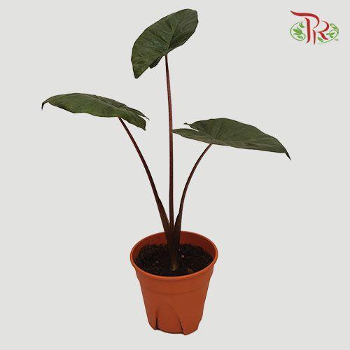 Alocasia Yucatan Princess-Pudu Ria Florist-prflorist.com.my