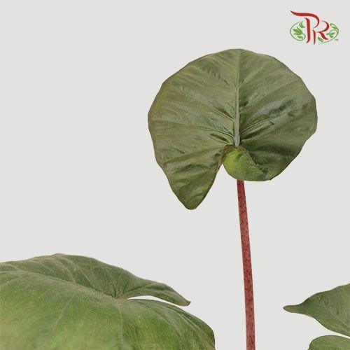 Alocasia Yucatan Princess-Pudu Ria Florist-prflorist.com.my