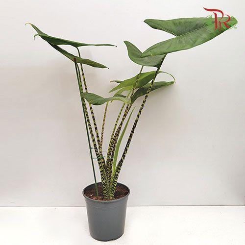 Alocasia Zebrina 《斑马海芋》(90cm)-Pudu Ria Florist-prflorist.com.my