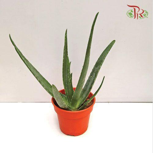 Aloe Vera《芦荟》