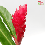 Alpinia / Ginger Red - Grade AA (5 Stems)-Red-A-Malaysia-prflorist.com.my