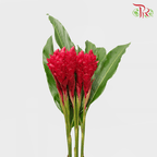 Alpinia / Ginger Red - Grade AA (5 Stems)-Red-A-Malaysia-prflorist.com.my