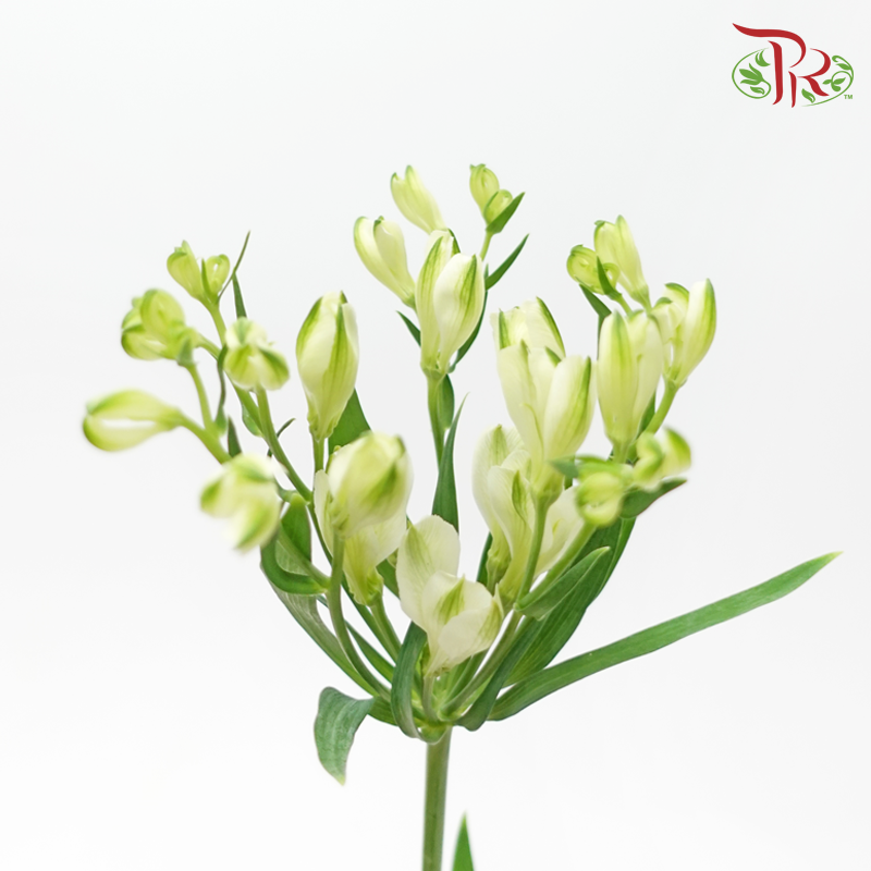 Alstroemeria - (2 Stems)-Japan-prflorist.com.my