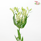 Alstroemeria - (2 Stems)-Japan-prflorist.com.my