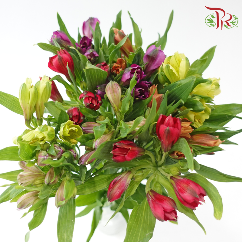 Alstroemeria In Assorted Colour Bunch (10 Stems)-Kenya-prflorist.com.my