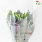 Alstroemeria In Assorted Colour Bunch (10 Stems)-Kenya-prflorist.com.my