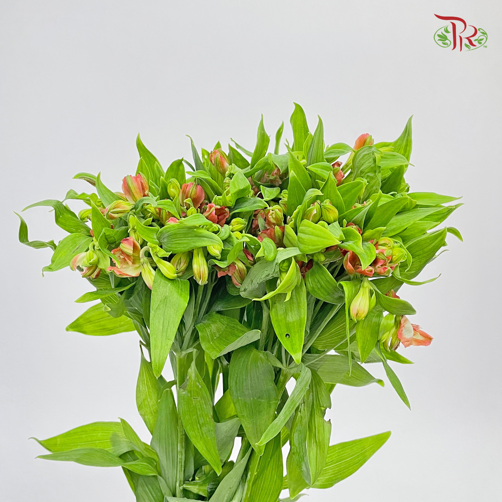 Alstroemeria