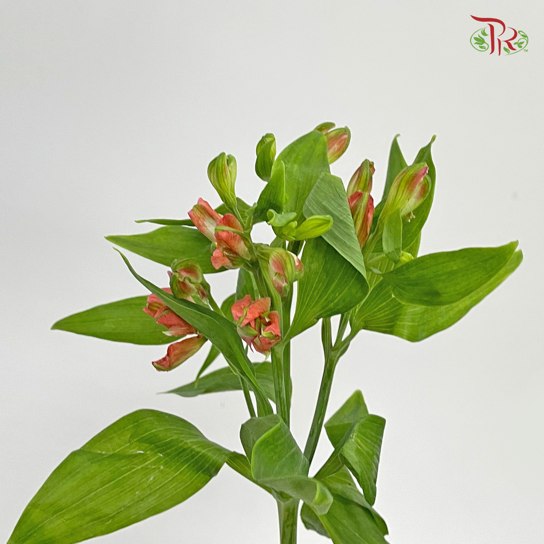 Alstroemeria - Light Red (5 Stems)-Red-Netherland-prflorist.com.my