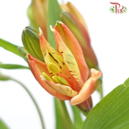 Alstroemeria - Orange Red (10 Stems)-Orange Red-Kenya-prflorist.com.my