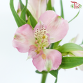 Alstroemeria - Pink (10 Stems)-Pink-Vietnam-prflorist.com.my