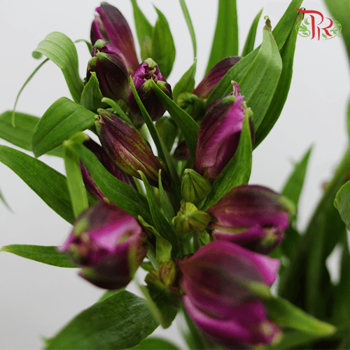 Alstroemeria