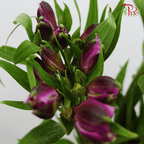Alstroemeria