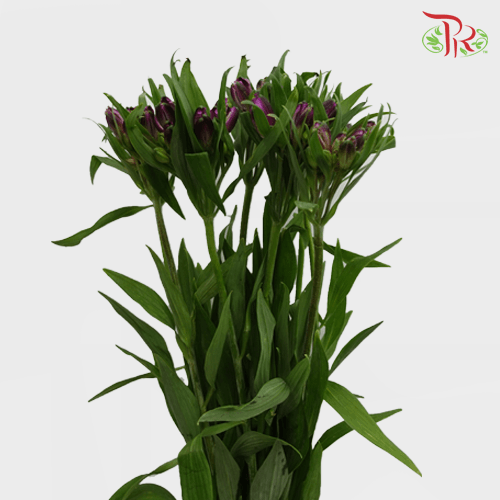 Alstroemeria