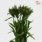Alstroemeria