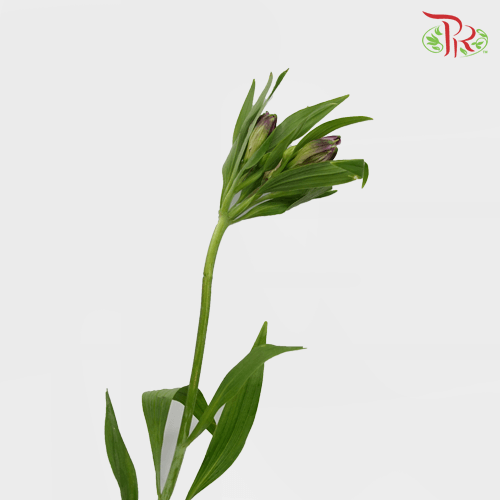 Alstroemeria