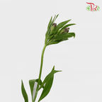 Alstroemeria