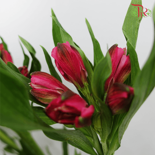 Alstroemeria - Red (10 Stems)-Red-Columbia-prflorist.com.my