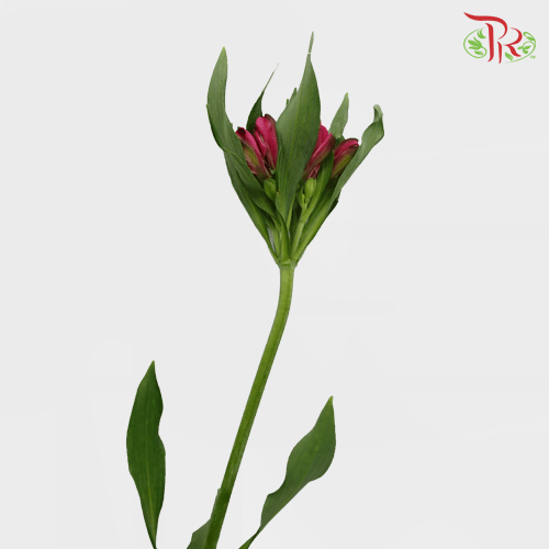 Alstroemeria