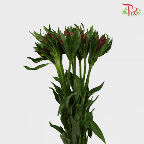Alstroemeria