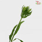 Alstroemeria