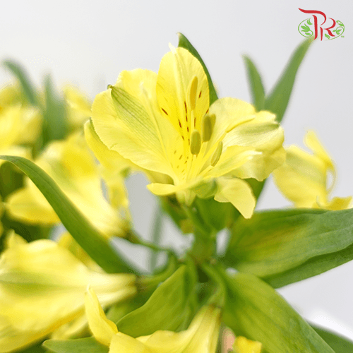 Alstroemeria