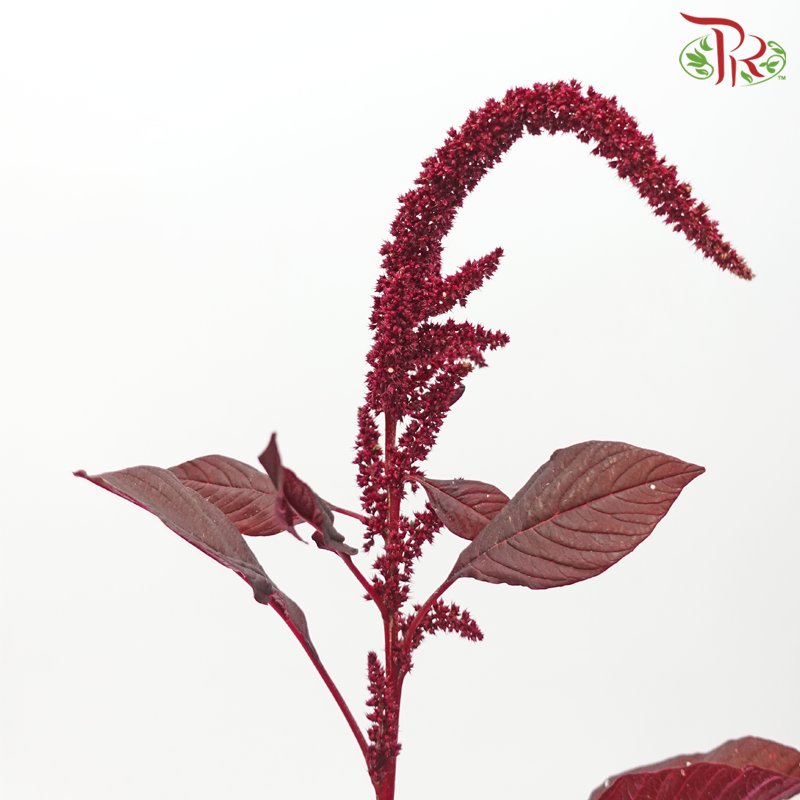 Amaranthus Straight - Maroon (5 Stems)-Netherland-prflorist.com.my