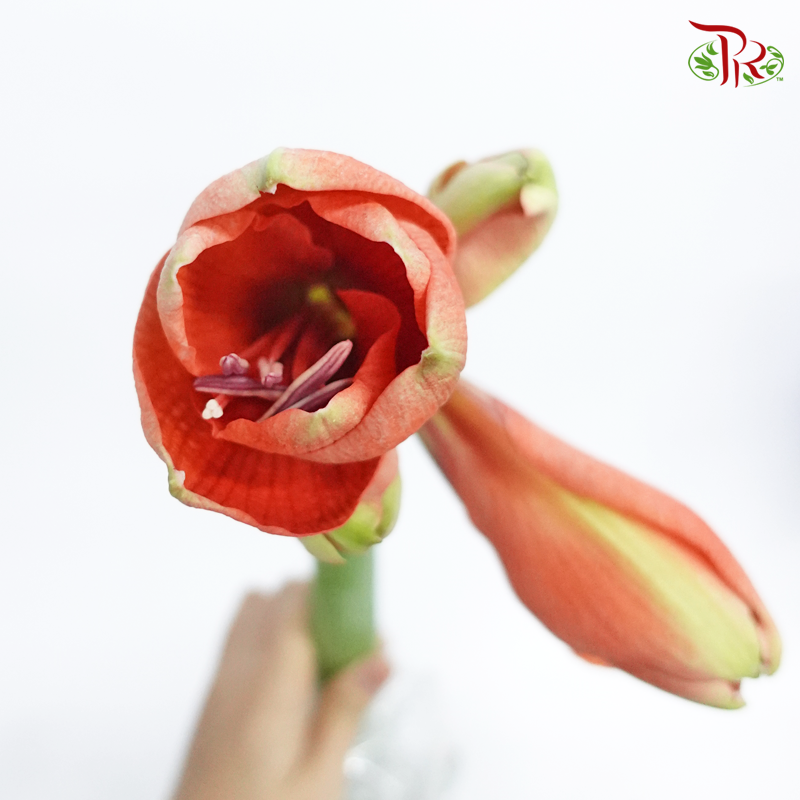 Amaryllis Rapido - Red (Per Stem)-Red-Netherland-prflorist.com.my