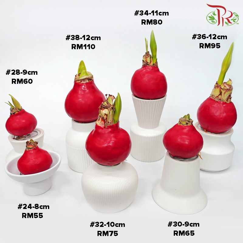 Amaryllis (Waxed)《朱顶红-蜡封》