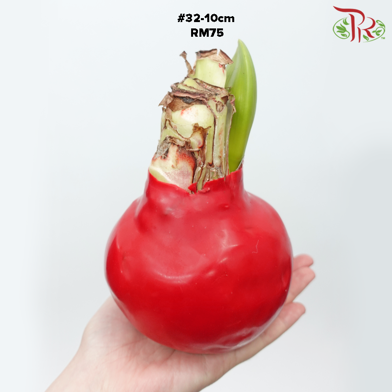 Amaryllis (Waxed)《朱顶红-蜡封》