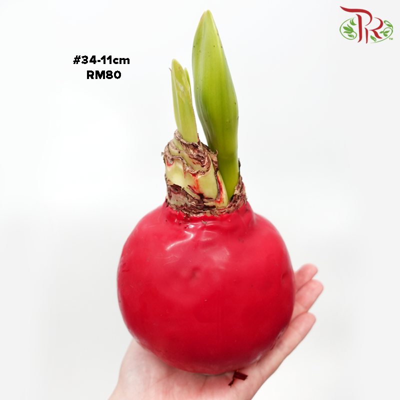 Amaryllis (Waxed)《朱顶红-蜡封》