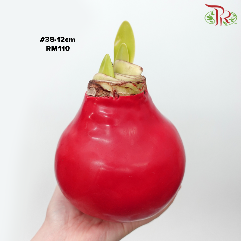 Amaryllis (Waxed)《朱顶红-蜡封》