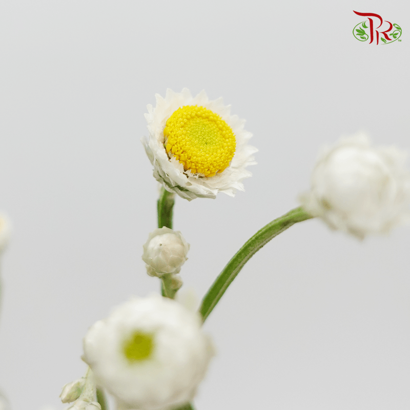 Ammobium - Winged Everlasting (Per Bunch)-White-China-prflorist.com.my