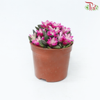 Echeveria P90《吹雪之松-多肉》