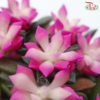 Echeveria P90《吹雪之松-多肉》