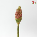 Ananas Comosus - (3 Stems)-Import-prflorist.com.my