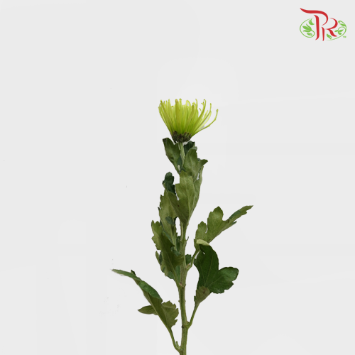 Anastasia / Net Mum Chrysanthemum