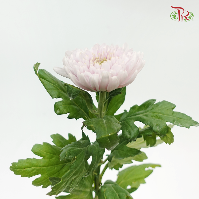 Anastasia / Net Mum Chrysanthemum - Rossano Pastel Purple (12 Stems)-Pastel Purple-Malaysia-prflorist.com.my