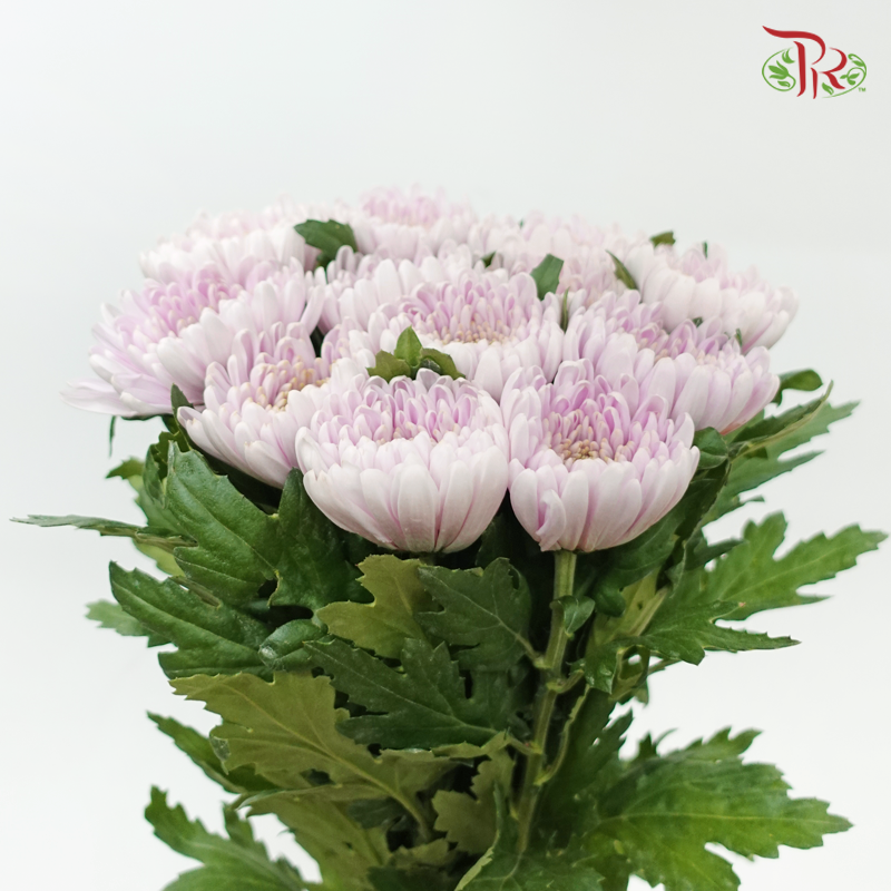Net Mum Chrysanthemum Big