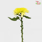 Net Mum Chrysanthemum Big