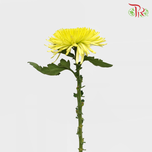 Anastasia / Net Mum Chrysanthemum