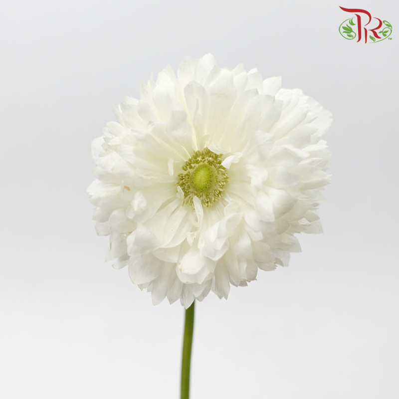 Anemone Hupehensis Full Star - White (3 Stems)-White-Import-prflorist.com.my
