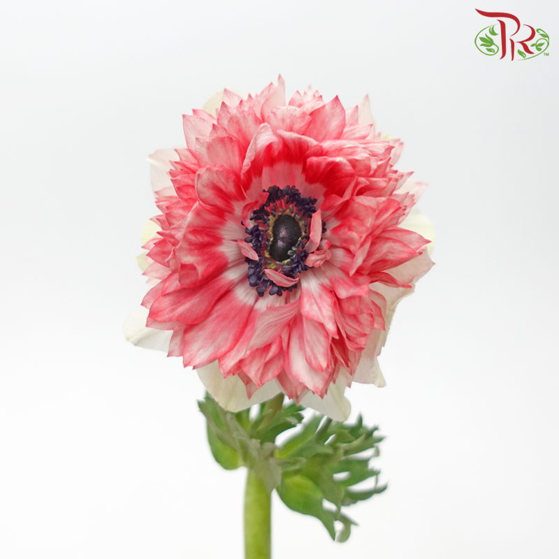 Anemone Hupehensis Full Star - White With Tone Red (5 Stems)-White With Tone Red-Import-prflorist.com.my