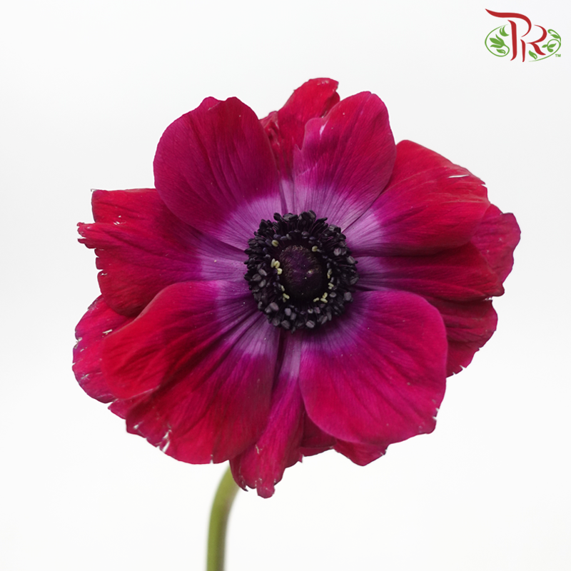 Anemone Hupehensis - Magenta Purple (5 Stems) ***FRAGILE-Magenta Purple-Netherland-prflorist.com.my