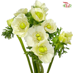 Anemone Hupehensis Pastel Green - (9-10 Stems) ***FRAGILE-White-China-prflorist.com.my