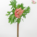 Anemone Hupehensis - Pink Shade of Red (Per Bunch) ***FRAGILE-Pink Shade of Red-China-prflorist.com.my
