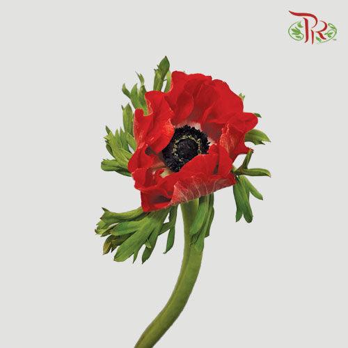 Anemone Hupehensis - Red (Per Bunch) ***FRAGILE-Red-China-prflorist.com.my